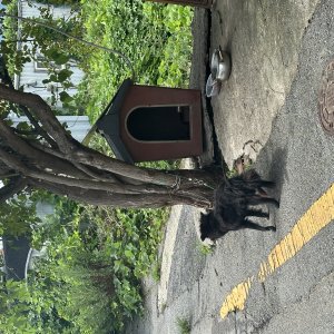 강아지 주인을 찾습니다 믹스견 충청남도 아산시