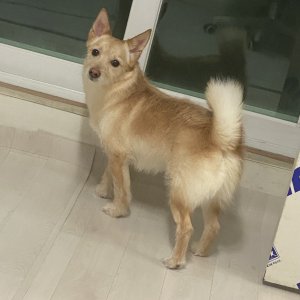 강아지를 찾습니다 믹스견 인천광역시 미추홀구
