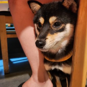 강아지를 찾습니다 시바 부산광역시 서구