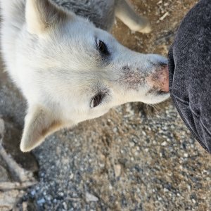 강아지를 찾습니다 진돗개 강원도 횡성군