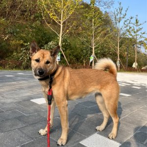 강아지를 찾습니다 진돗개 강원도 홍천군