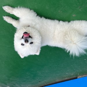 강아지를 찾습니다 포메라니언 충청북도 단양군
