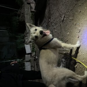 강아지를 찾습니다 믹스견 충청남도 아산시