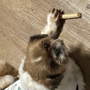 강아지를 찾습니다 시츄 인천광역시 계양구