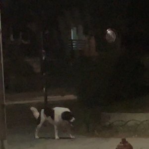 강아지 주인을 찾습니다 보더콜리 경기도 고양시 일산동구