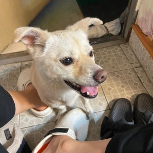 강아지를 찾습니다 기타견종 경기도 부천시 원미구