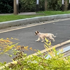 강아지를 찾습니다 믹스견 경상남도 진주시
