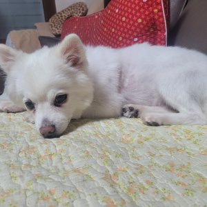 강아지를 찾습니다 믹스견 인천광역시 강화군