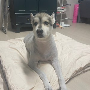 강아지를 찾습니다 기타견종 전라북도 고창군