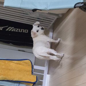 강아지를 찾습니다 믹스견 부산광역시 강서구