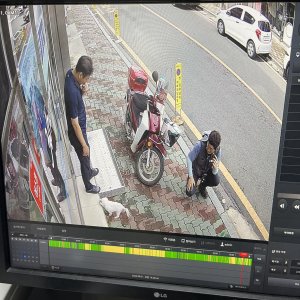 강아지를 찾습니다 말티즈 전라남도 고흥군
