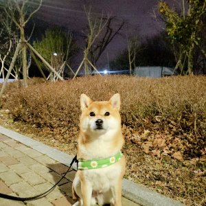 강아지를 찾습니다 시바 경상남도 창녕군