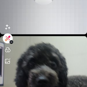 강아지를 찾습니다 푸들/미디엄푸들 충청남도 천안시 서북구