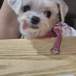 강아지를 찾습니다 말티즈 대구광역시 중구