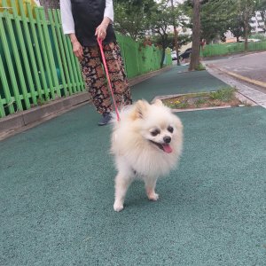 강아지를 찾습니다 포메라니언 경상북도 경산시
