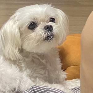 강아지를 찾습니다 말티즈 인천광역시 강화군