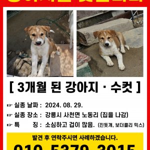 강아지를 찾습니다 믹스견 강원도 강릉시