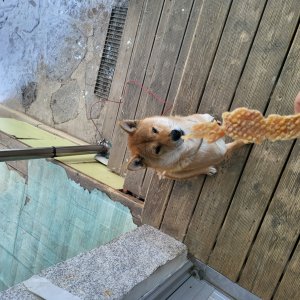 강아지를 찾습니다 시바 강원도 춘천시