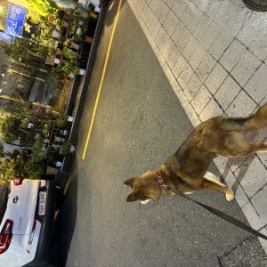강아지를 찾습니다 기타견종 경상남도 창원시 성산구