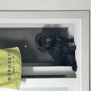 강아지를 찾습니다 믹스견 경기도 평택시