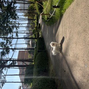 강아지를 찾습니다 포메라니언 경기도 남양주시