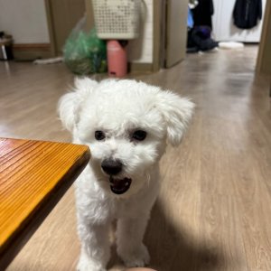 강아지를 찾습니다 비숑프리제 대구광역시 남구