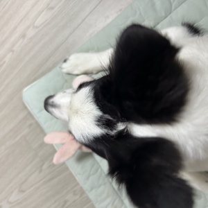 강아지를 찾습니다 보더콜리 충청남도 예산군