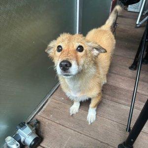 강아지를 찾습니다 기타견종 경상북도 포항시 북구