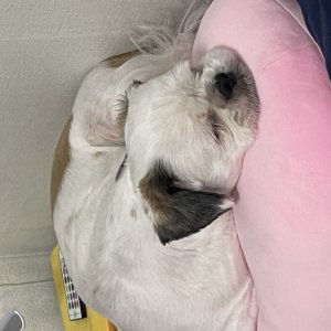 강아지를 찾습니다 시츄 대전광역시 동구