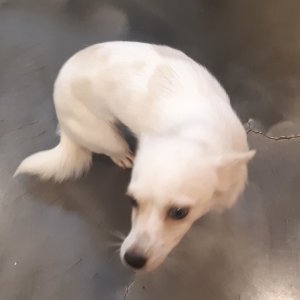 강아지를 찾습니다 믹스견 경기도 용인시 기흥구