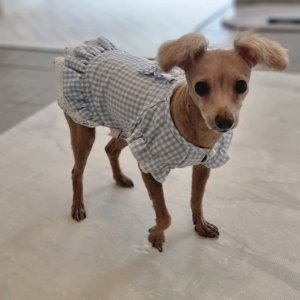 강아지를 찾습니다 푸들/미니어처푸들 전라북도 진안군