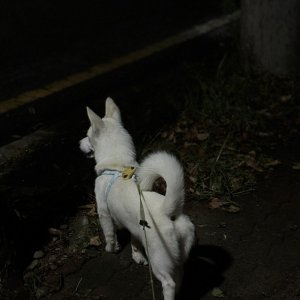 강아지를 찾습니다 믹스견 광주광역시 광산구