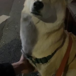 강아지를 찾습니다 믹스견 전라남도 보성군