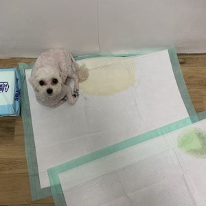 강아지를 찾습니다 비숑프리제 인천광역시 부평구