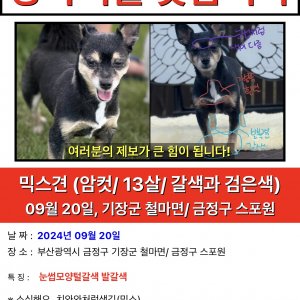 강아지를 찾습니다 믹스견 부산광역시 기장군