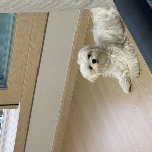 강아지를 찾습니다 말티즈 부산광역시 해운대구