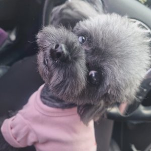 강아지를 찾습니다 푸들/토이푸들 강원도 춘천시
