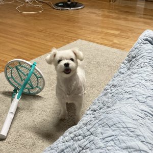 강아지를 찾습니다 말티즈 서울특별시 강동구