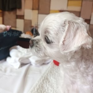 강아지를 찾습니다 말티즈 경기도 남양주시