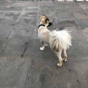강아지를 찾습니다 기타견종 서울특별시 강동구