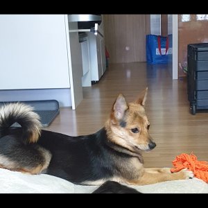 강아지를 찾습니다 믹스견 제주특별자치도 제주시