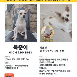 강아지를 찾습니다 믹스견 강원도 평창군