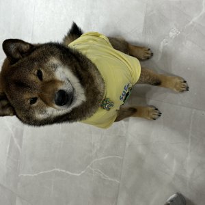 강아지를 찾습니다 시바 전라북도 김제시
