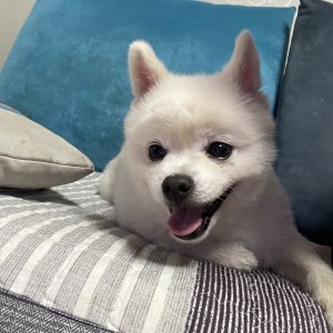 강아지 주인을 찾습니다 포메라니언 충청북도 청주시 청원구