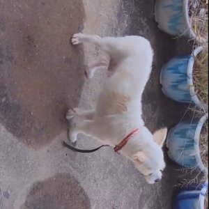 강아지 주인을 찾습니다 기타견종 부산광역시 부산진구