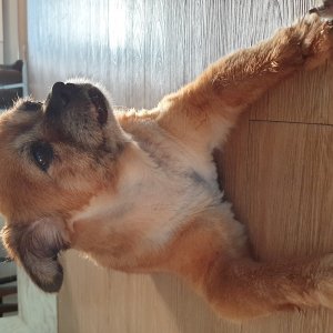 강아지를 찾습니다 믹스견 경기도 성남시 수정구