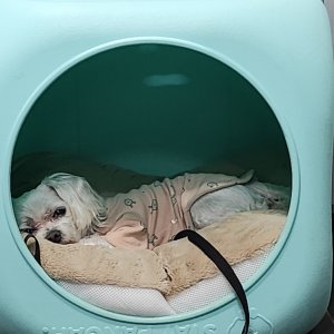 강아지를 찾습니다 말티즈 경상북도 울진군