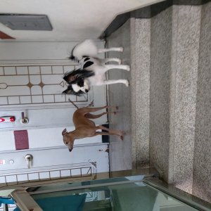 강아지를 찾습니다 파피용 경기도 시흥시