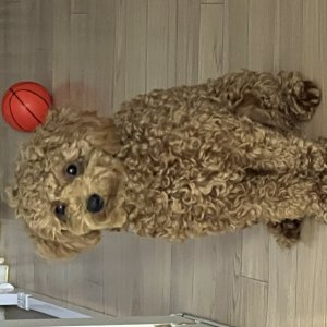 강아지를 찾습니다 믹스견 경상북도 울진군