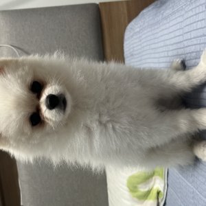 강아지를 찾습니다 포메라니언 경상남도 산청군
